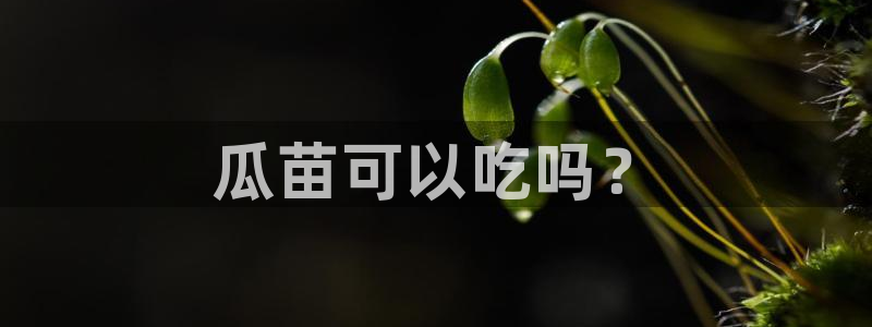 吃瓜后嗓子痒怎么回事:瓜苗可以吃吗?